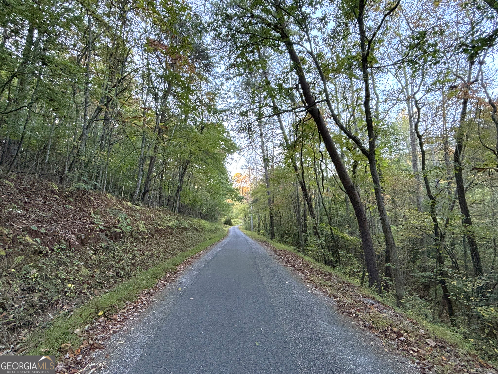 2372 Humphrey Mill Road Mineral Bluff, GA 30559 - Photo 32 of 42 a view of a forest with trees in front of it