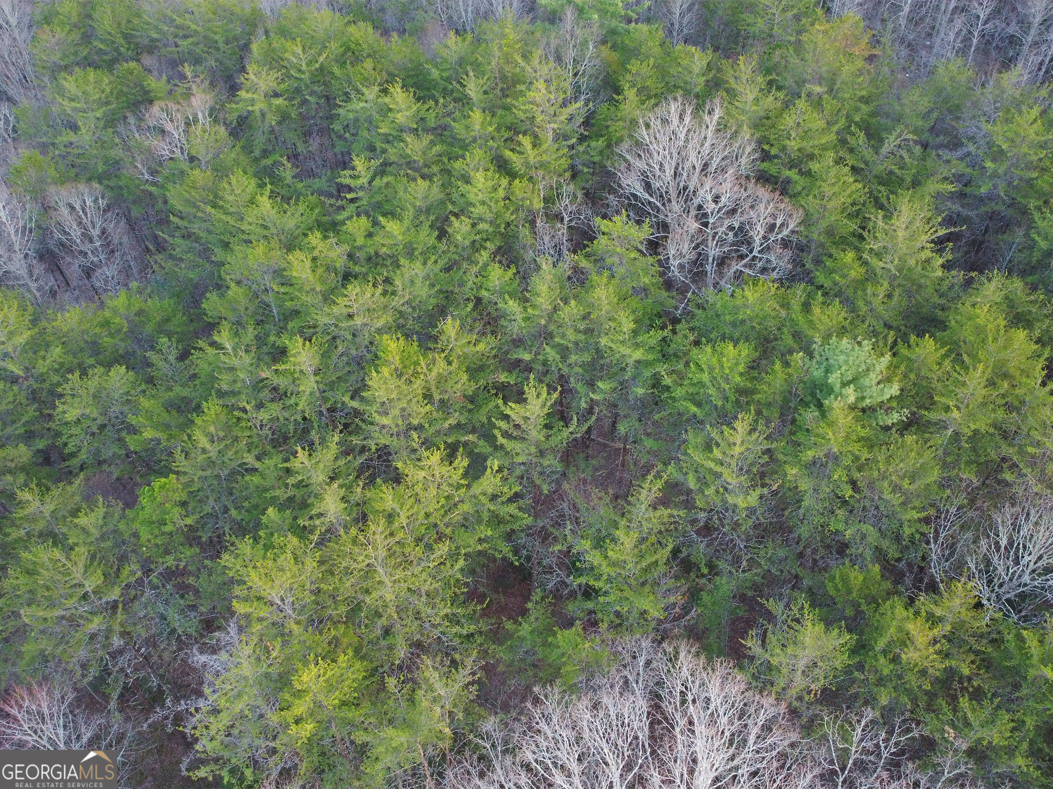 2372 Humphrey Mill Road Mineral Bluff, GA 30559 - Photo 39 of 42 a view of a lush green forest