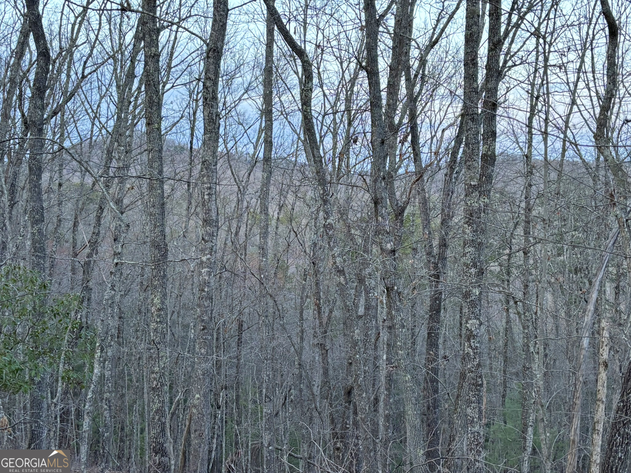 2372 Humphrey Mill Road Mineral Bluff, GA 30559 - Photo 9 of 42 a view of a forest with trees in the background