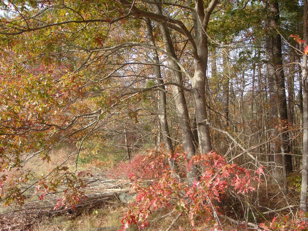 Lot 2 Crescent Street Plympton, MA 02367 - Photo 9 of 14 Gallery Image 9