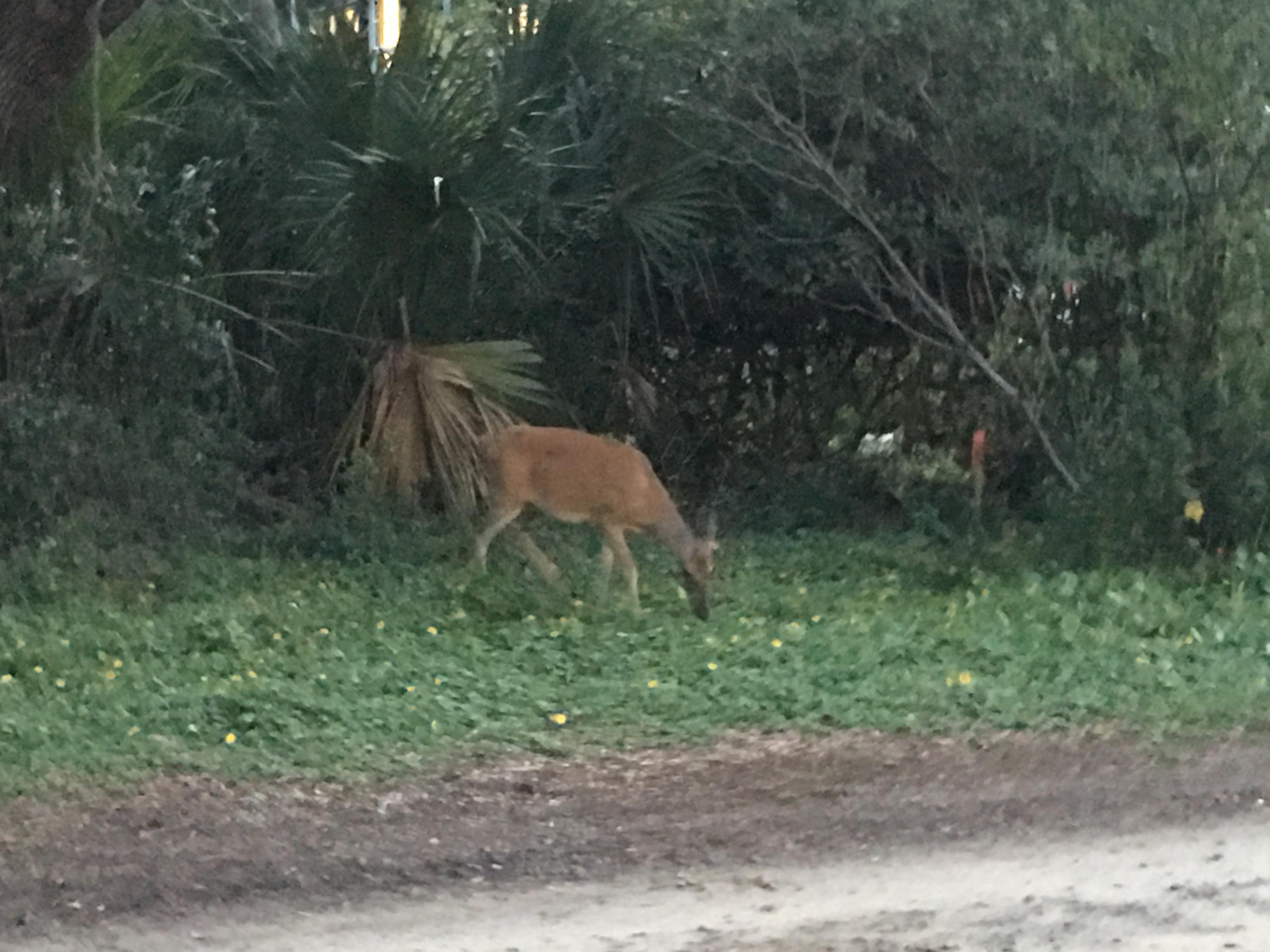 860 Club Cottage Road Edisto Beach, SC 29438 - Photo 45 of 65 Afternoon deer sightings