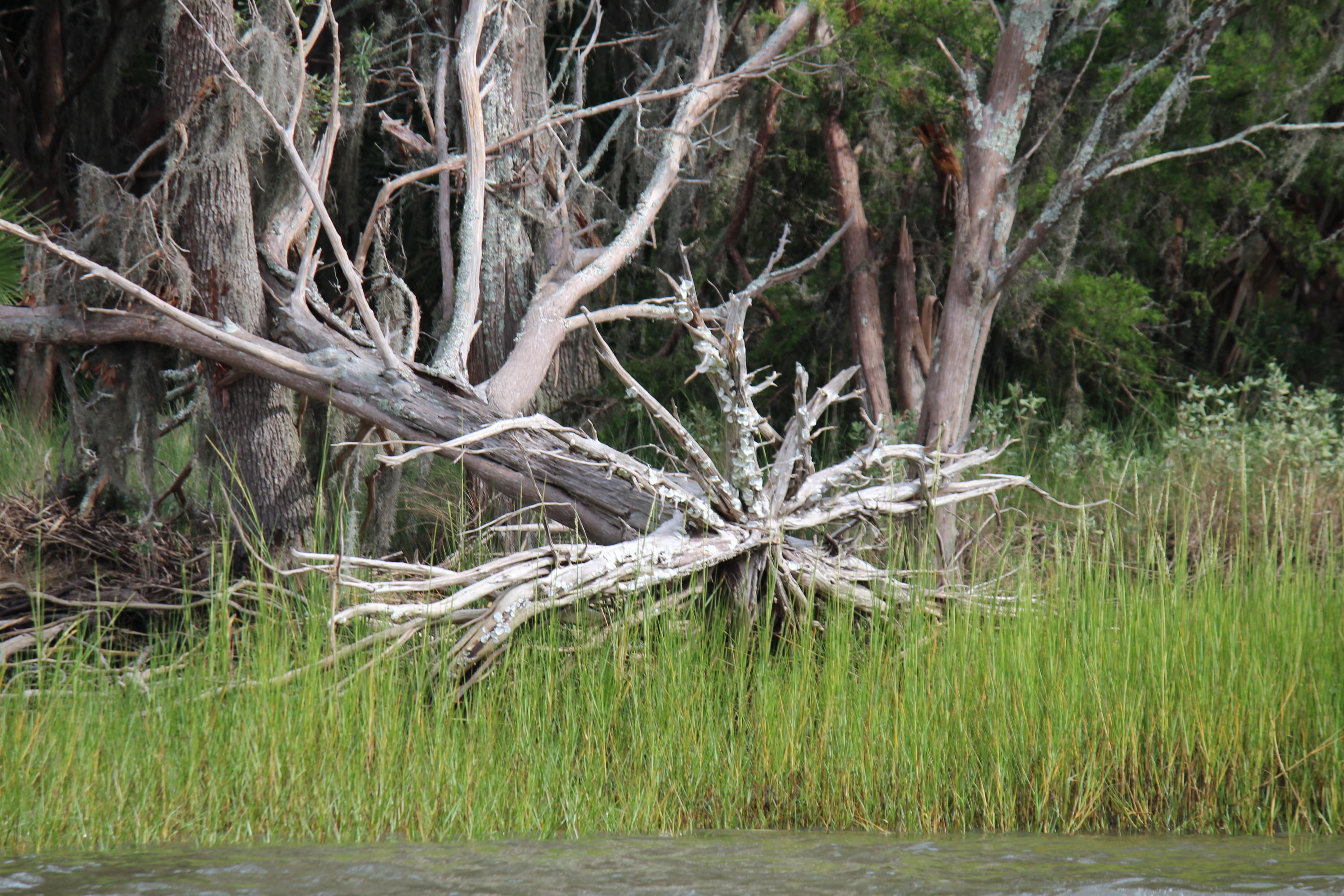 860 Club Cottage Road Edisto Beach, SC 29438 - Photo 49 of 65 Beauty is everywhere