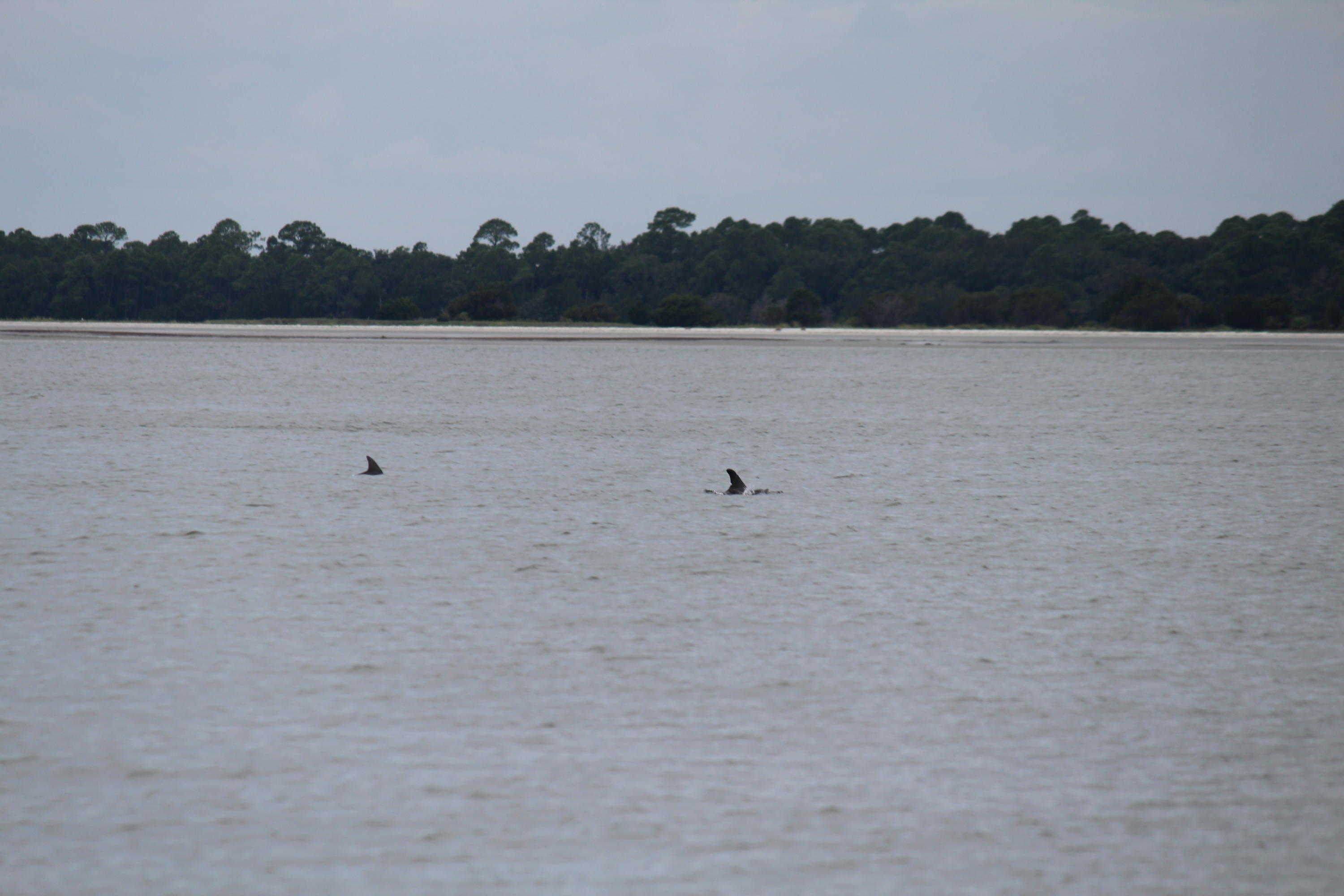 860 Club Cottage Road Edisto Beach, SC 29438 - Photo 51 of 65 Doulphin sightigs are common