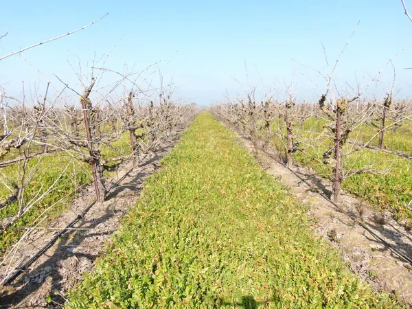 a view of a large tree with green space