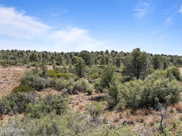 a view of a forest with trees in the background