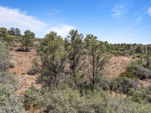a view of a covered with large trees