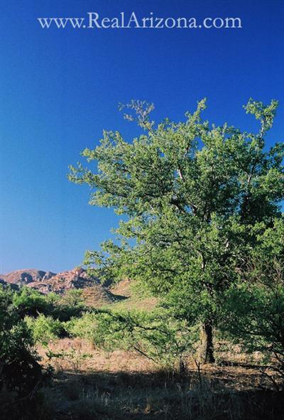 17 Poorwill Canyon Road Rio Rico, AZ 85648 - Photo 5 of 9