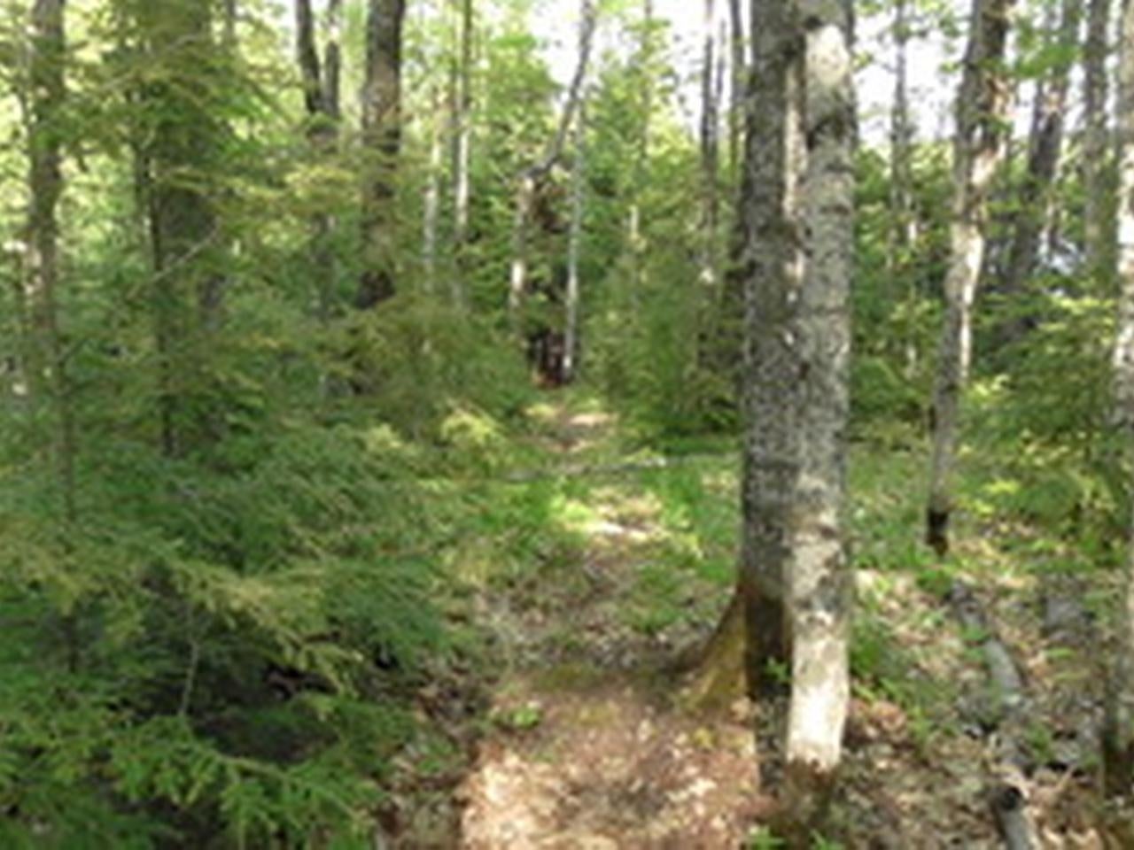 Off Off Chaney Cove Road, Unit 5 9 AC Wakefield, MI 49968 - Photo 29 of 38 Gallery Image 29
