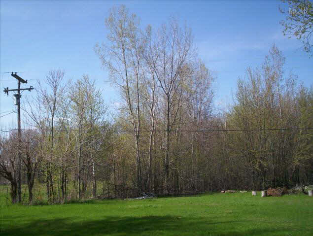 3600 Ohara Road Carleton, MI 48117 - Photo 17 of 20 Woods