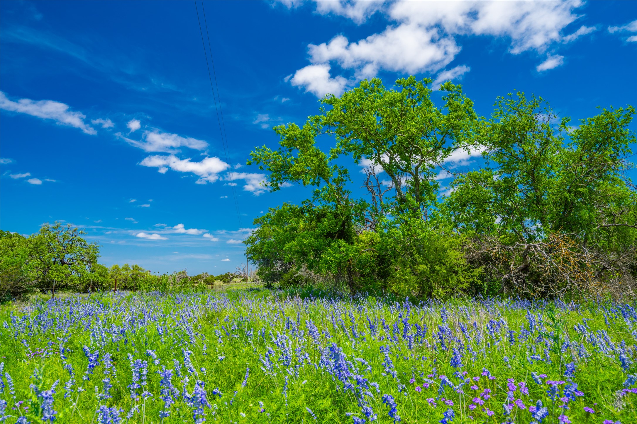 0 Jung Road Harper, TX 78631 - Photo 2 of 17 a view of a yard with a tree