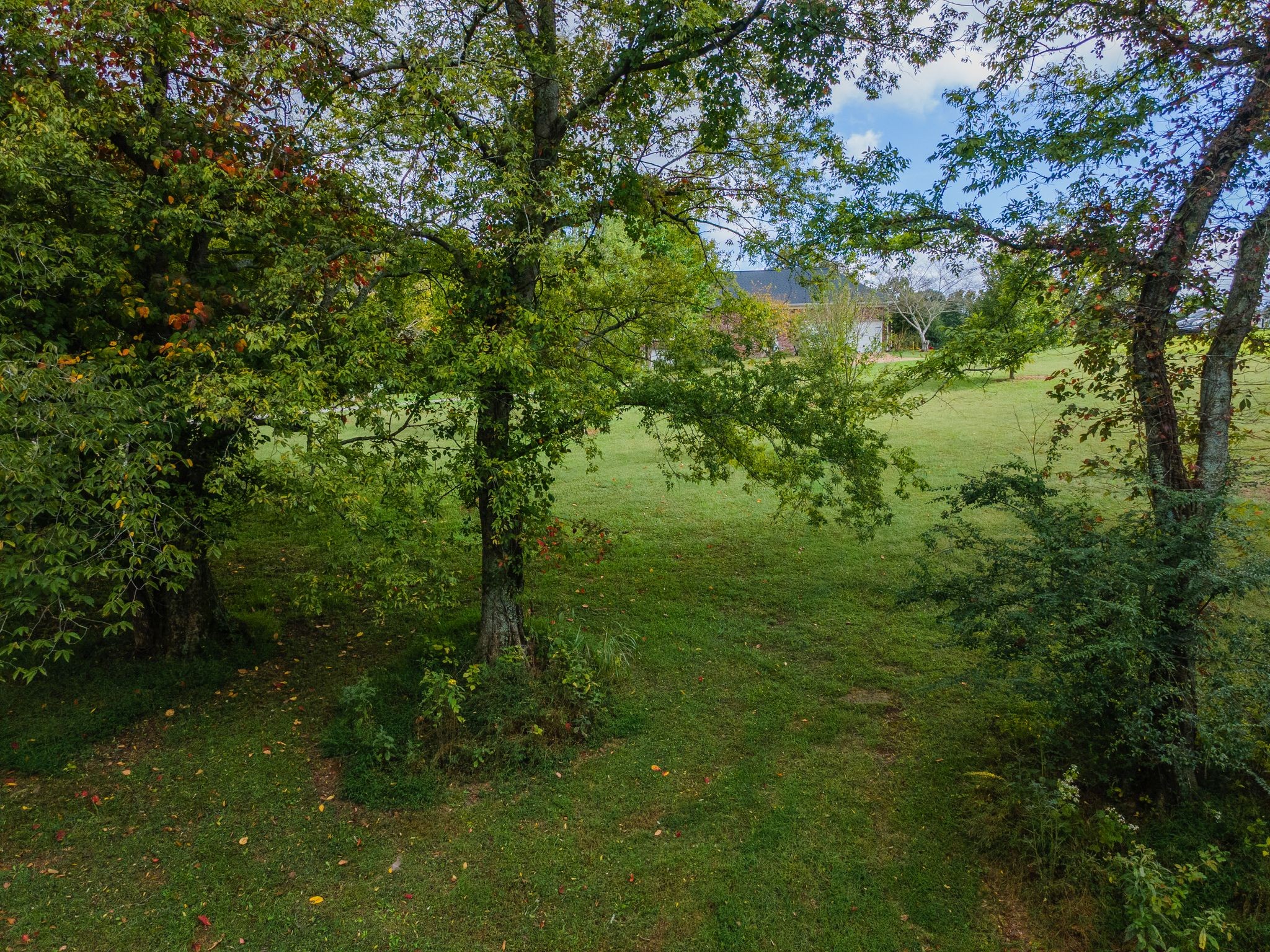 1202 Valarie Lane Columbia, TN 38401 - Photo 7 of 18 a view of a lush green space
