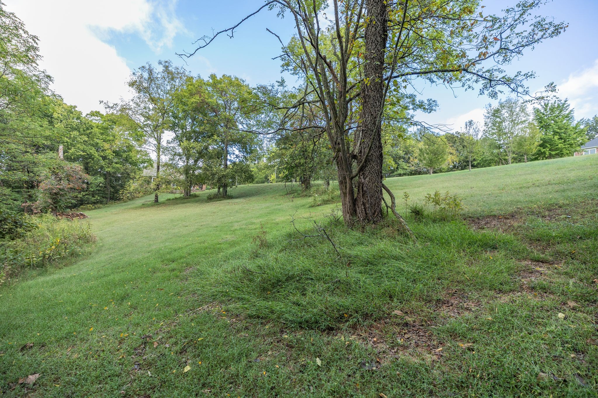 1202 Valarie Lane Columbia, TN 38401 - Photo 9 of 18 a view of a yard with a tree