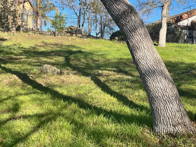 a view of a yard with plants
