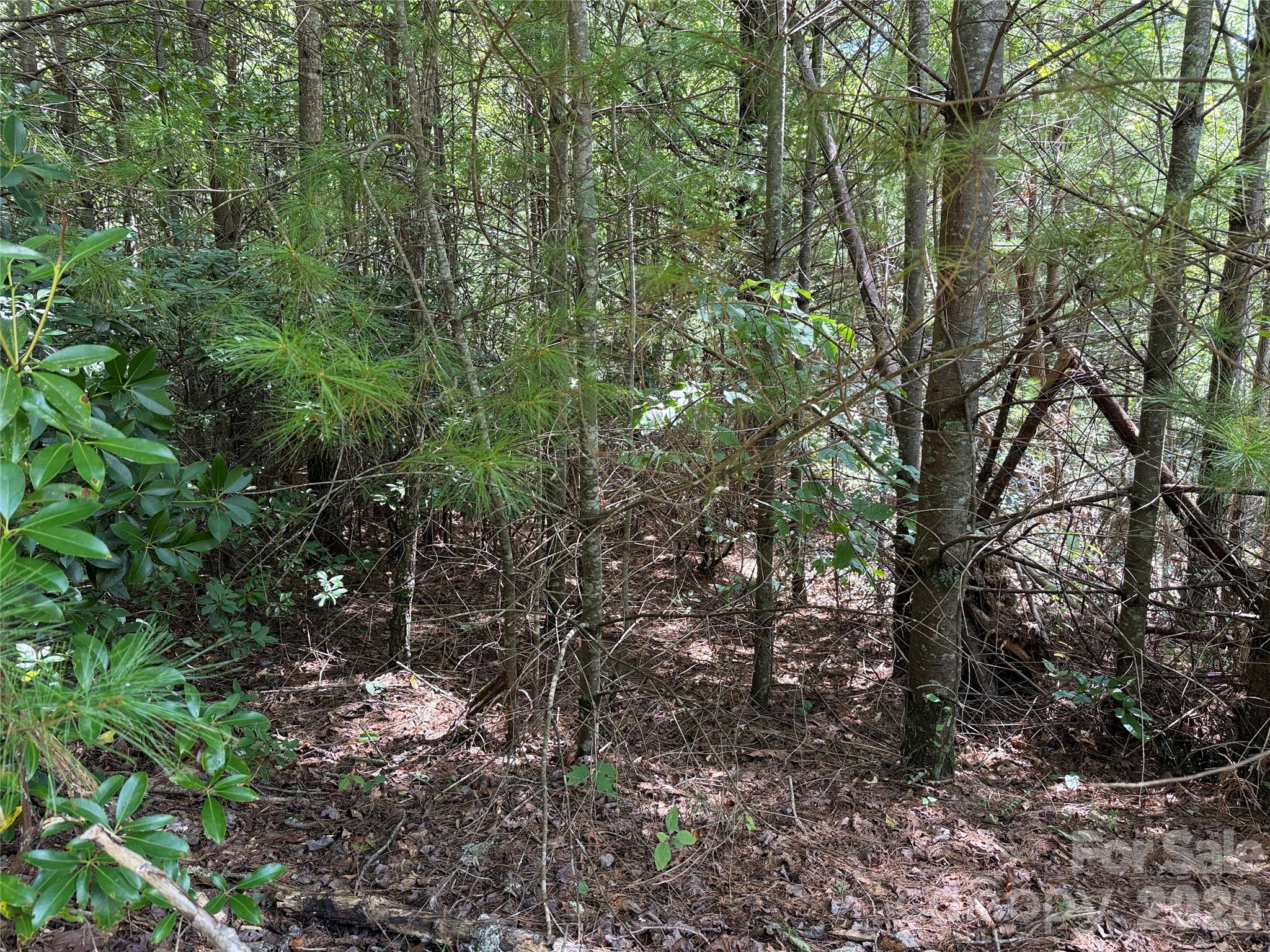 Tbd Staghorn Road, Unit 163 Purlear, NC 28665 - Photo 11 of 36 a view of a forest with lots of trees
