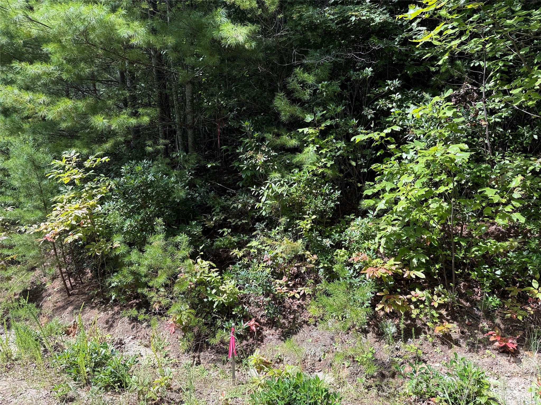 Tbd Staghorn Road, Unit 163 Purlear, NC 28665 - Photo 12 of 36 a view of a lush green forest