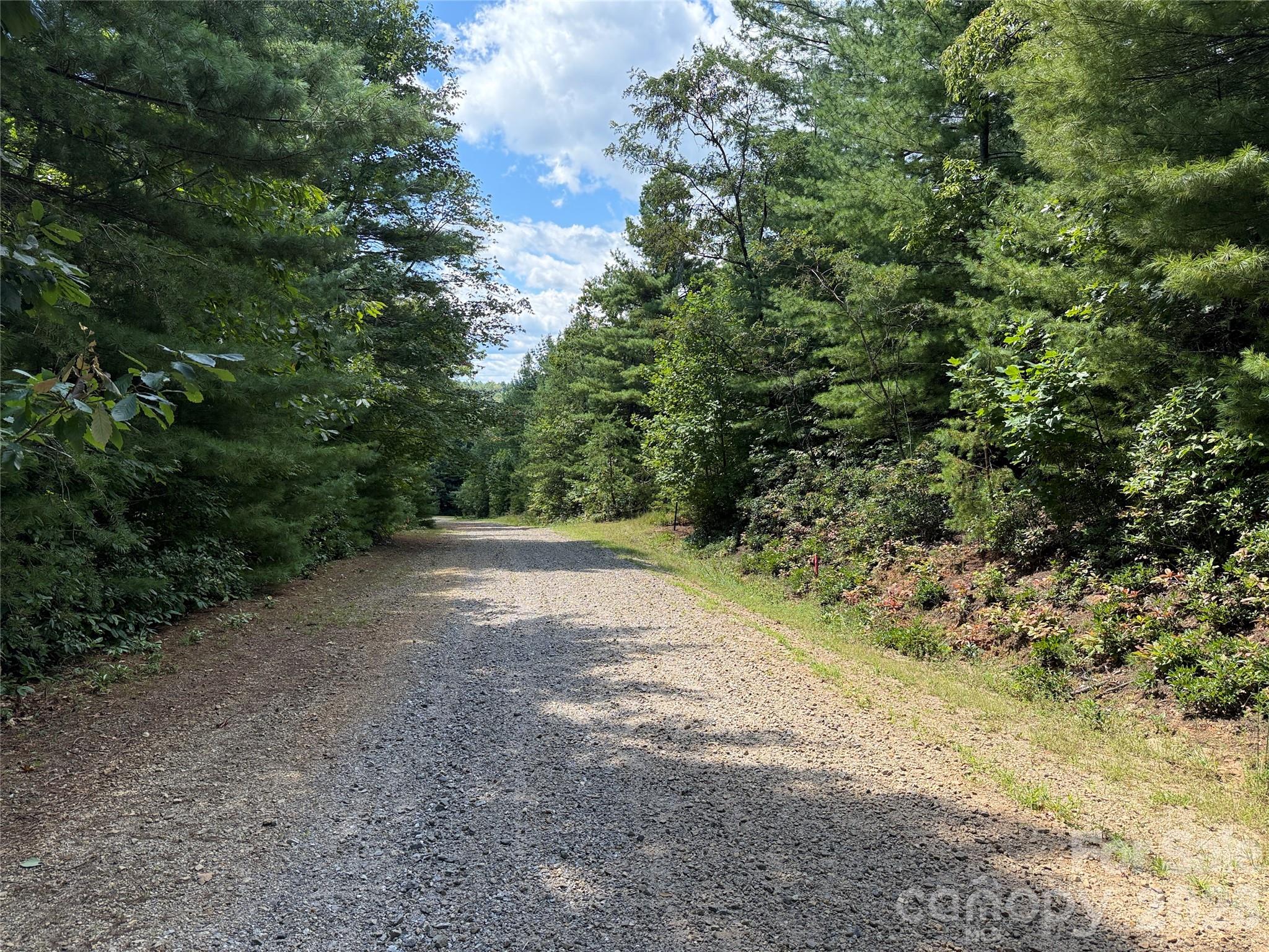 Tbd Staghorn Road, Unit 163 Purlear, NC 28665 - Photo 5 of 36 a view of a yard with plants and trees