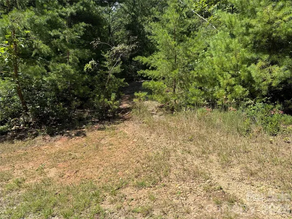 a view of a forest with a tree