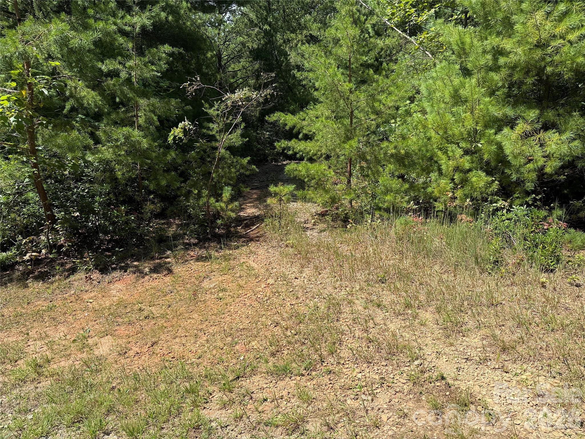 Tbd Staghorn Road, Unit 163 Purlear, NC 28665 - Photo 6 of 36 a view of a yard with a tree