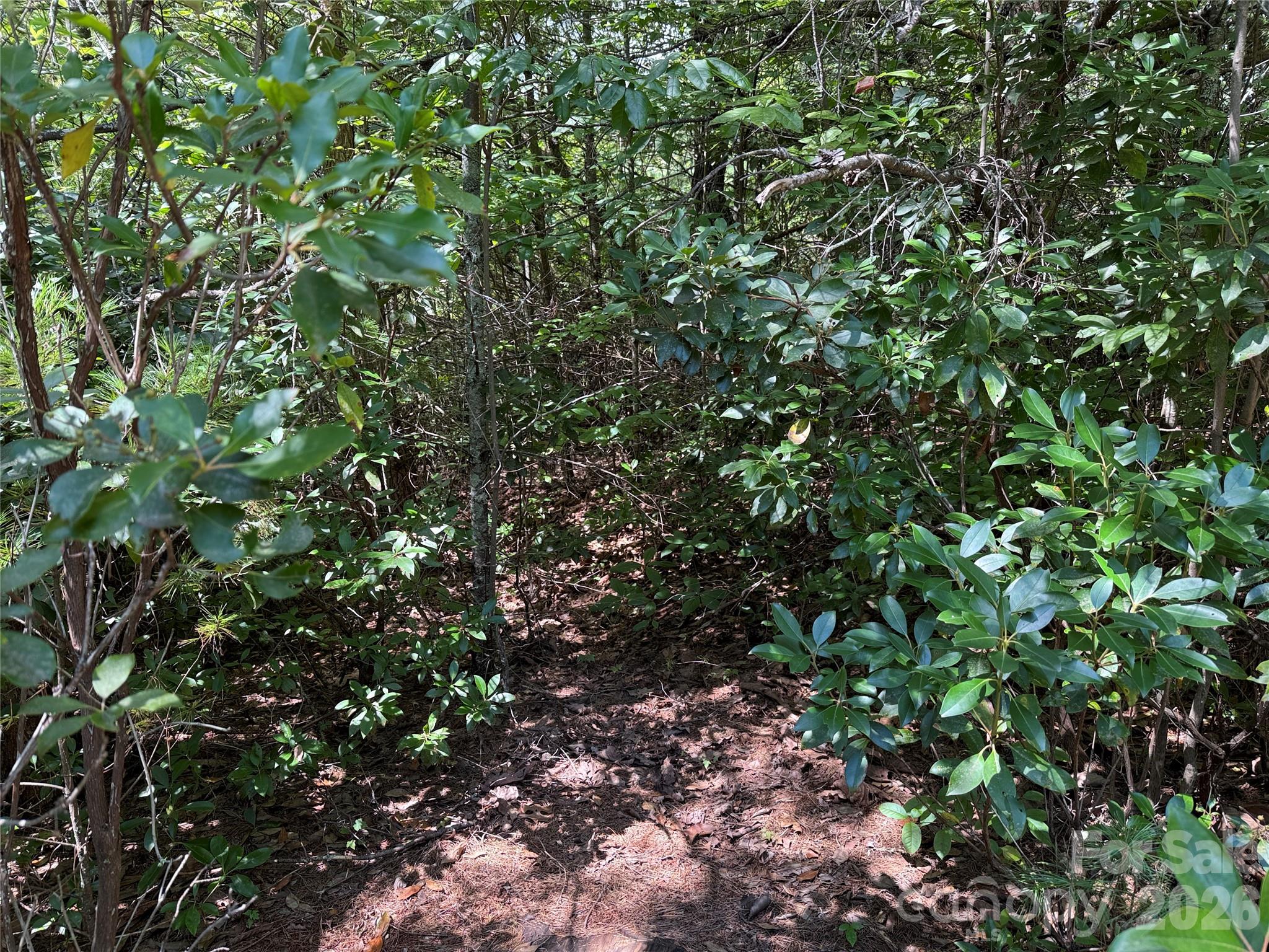 Tbd Staghorn Road, Unit 163 Purlear, NC 28665 - Photo 7 of 36 a view of a tree