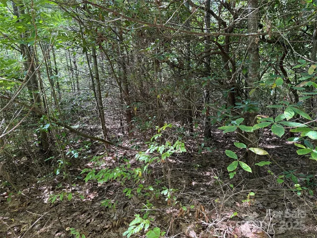 a view of a forest with lots of trees