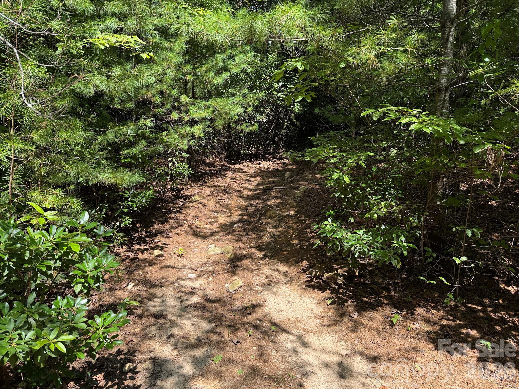 Tbd Staghorn Road, Unit 163 Purlear, NC 28665 - Photo 8 of 36 a view of a forest with a tree
