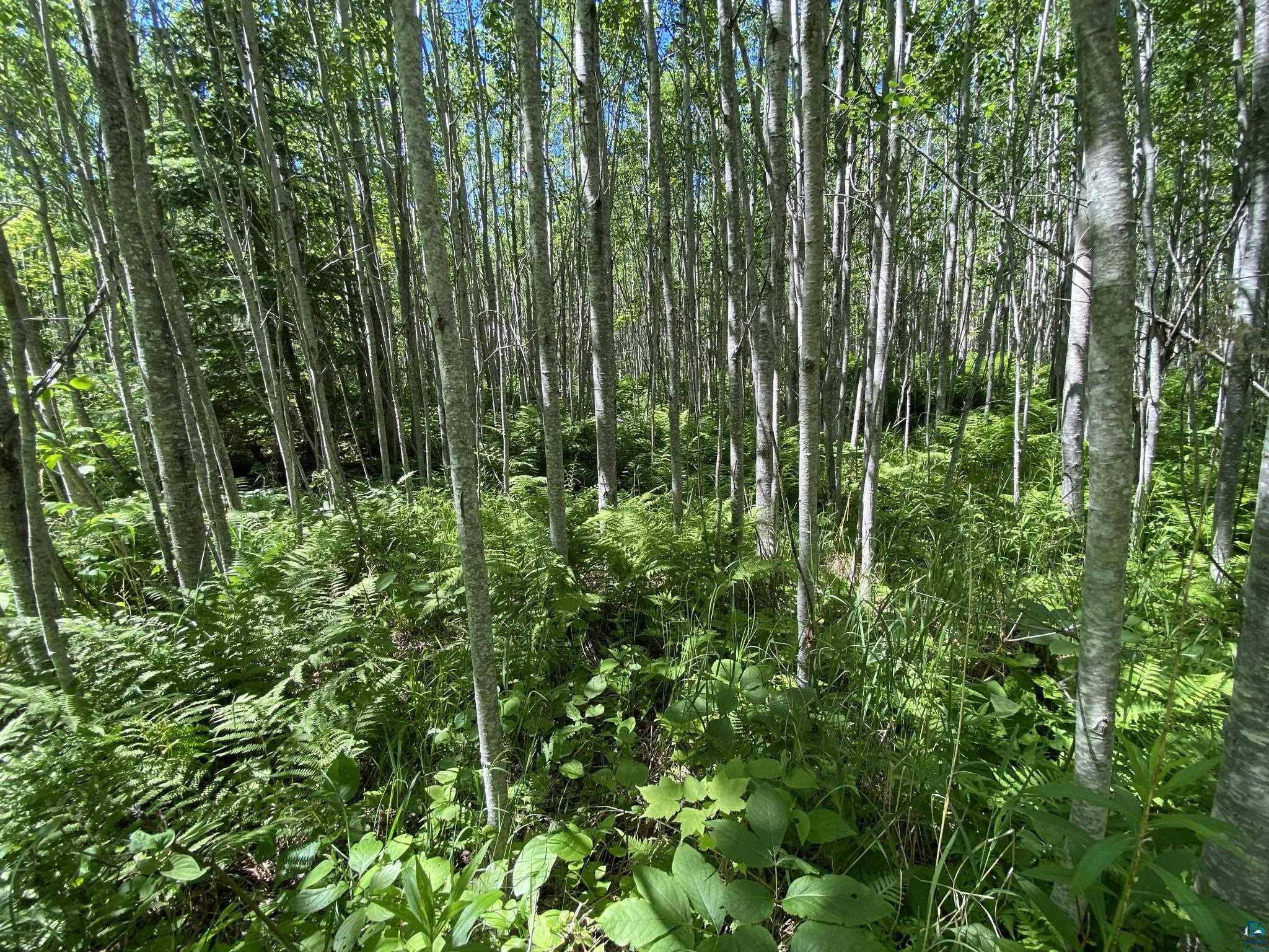 Xx Coyote Ridge Grand Marais, MN 55604 - Photo 7 of 8