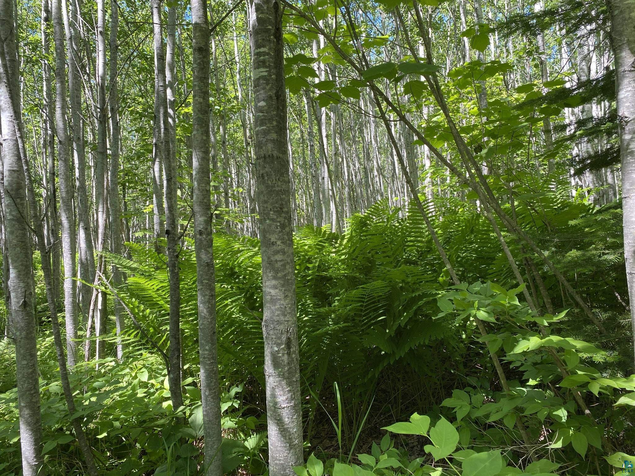 Xx Coyote Ridge Grand Marais, MN 55604 - Photo 8 of 8