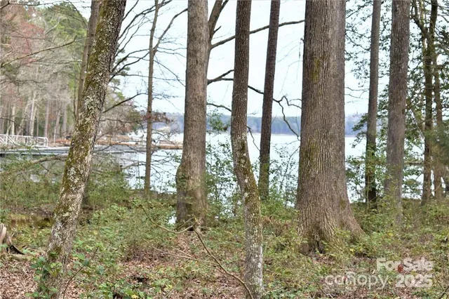 a view of a forest with trees