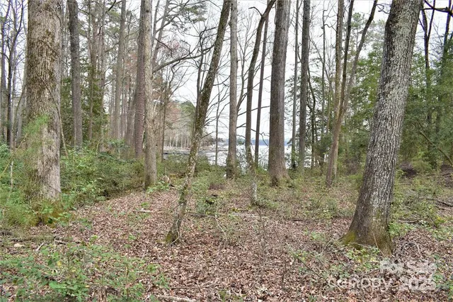 a view of a forest filled with trees