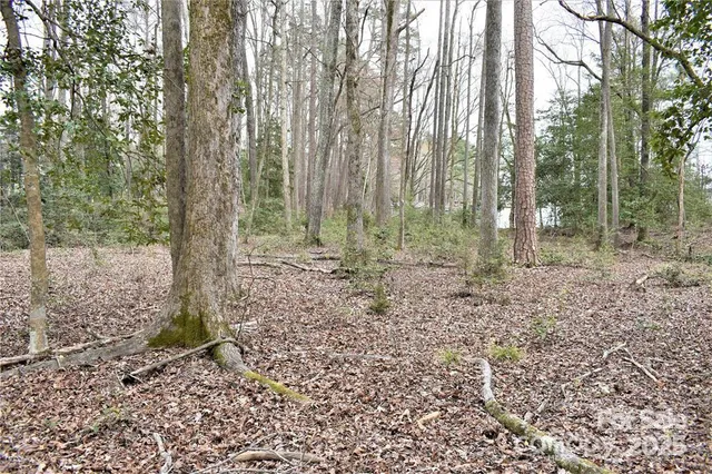 a view of a forest filled with trees