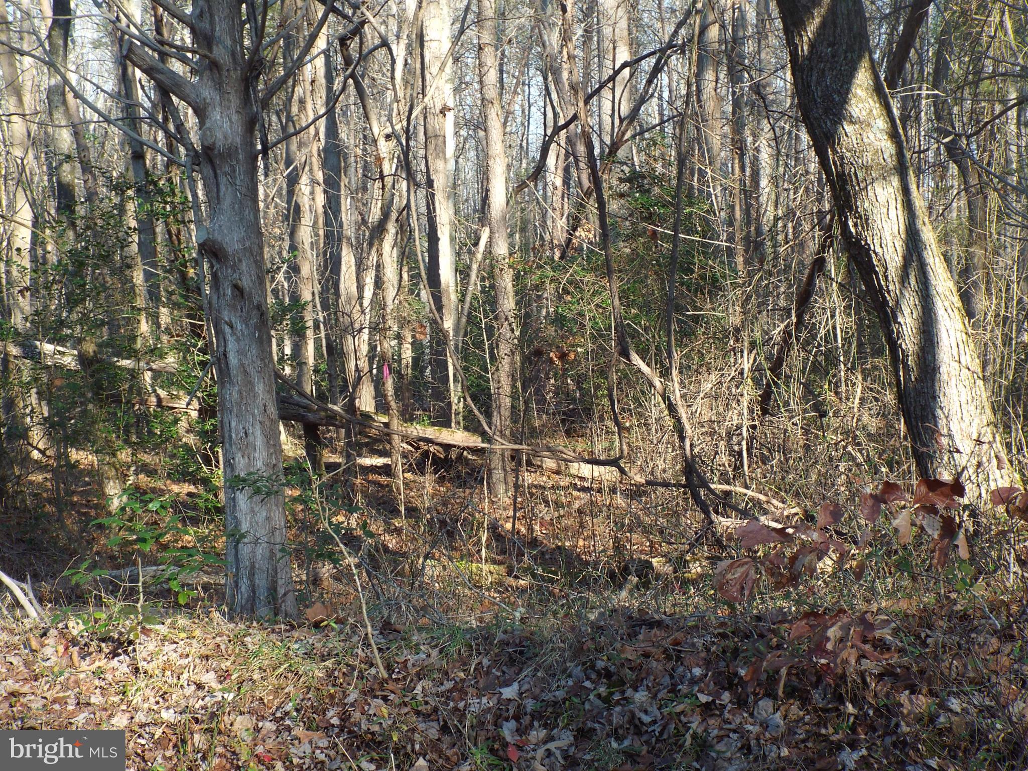 8 Rapidan Road Locust Grove, VA 22508 - Photo 13 of 26 Lot from the right
