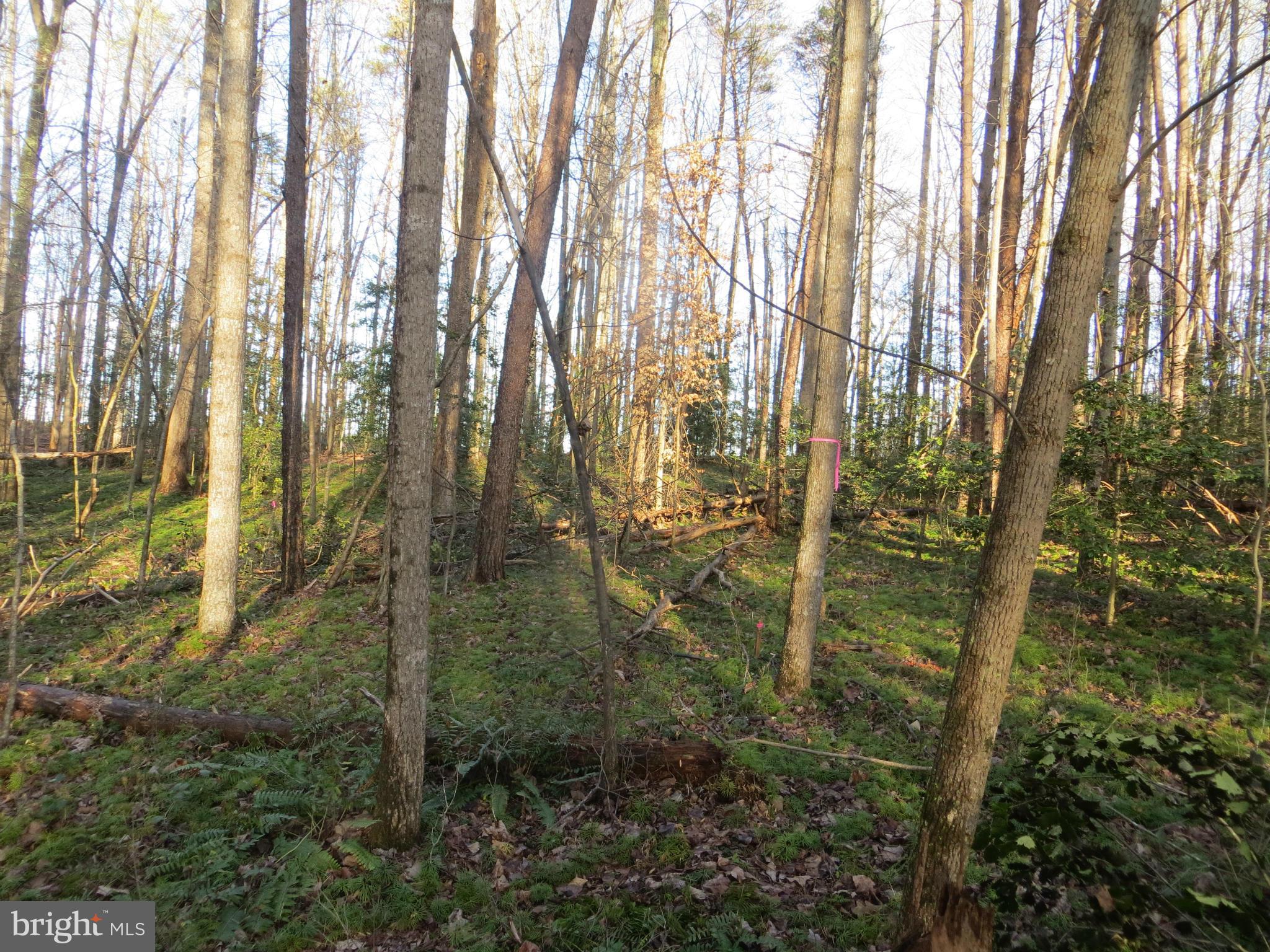 8 Rapidan Road Locust Grove, VA 22508 - Photo 14 of 26 back right corner