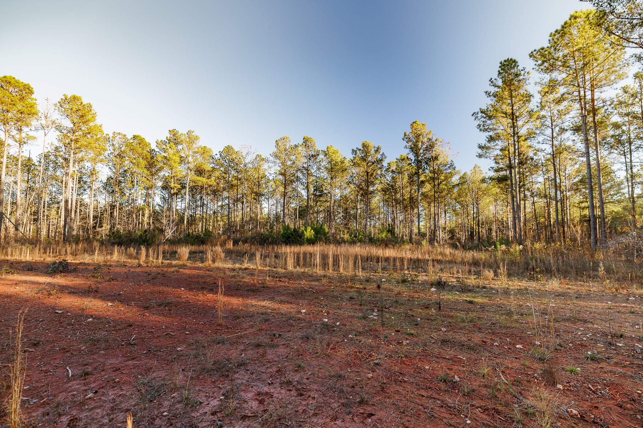 8548 Elberton Road Tignall, GA 30668 - Photo 32 of 50 a view of dirt yard with a large tree