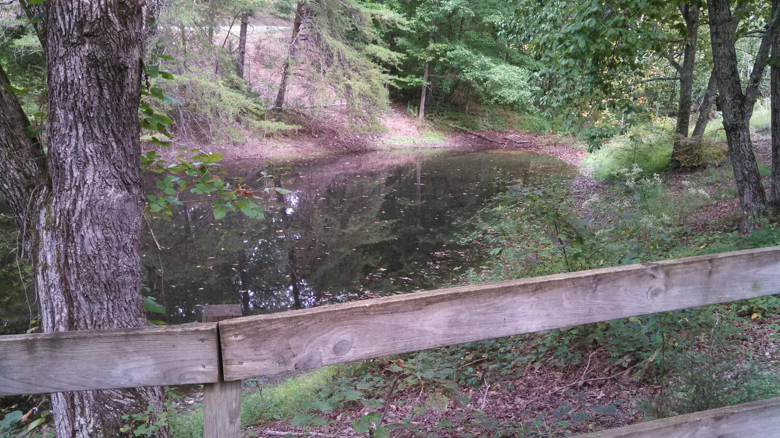 192 Williams Road Philadelphia, TN 37846 - Photo 11 of 17 fish pond out front