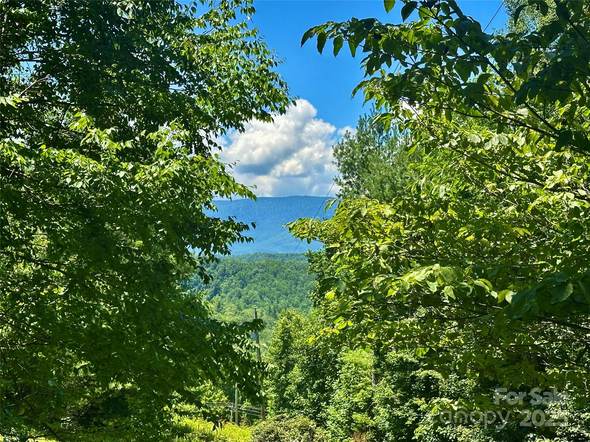 572 Blue Rdg Parkway Spruce Pine, NC 28777 - Photo 5 of 38 a view of a tree in a garden