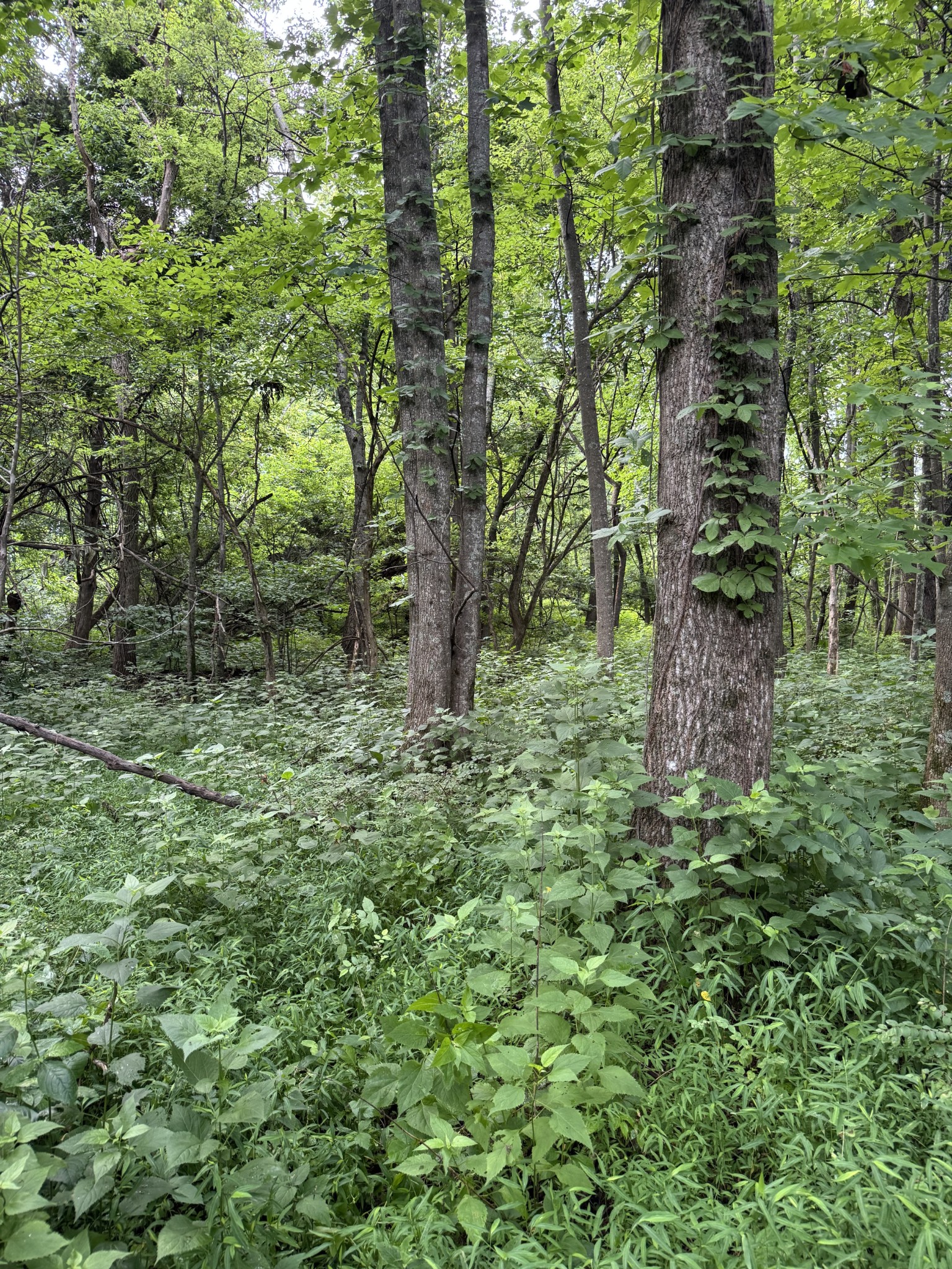 0 Horseshoe Road Cross Plains, TN 37049 - Photo 9 of 11