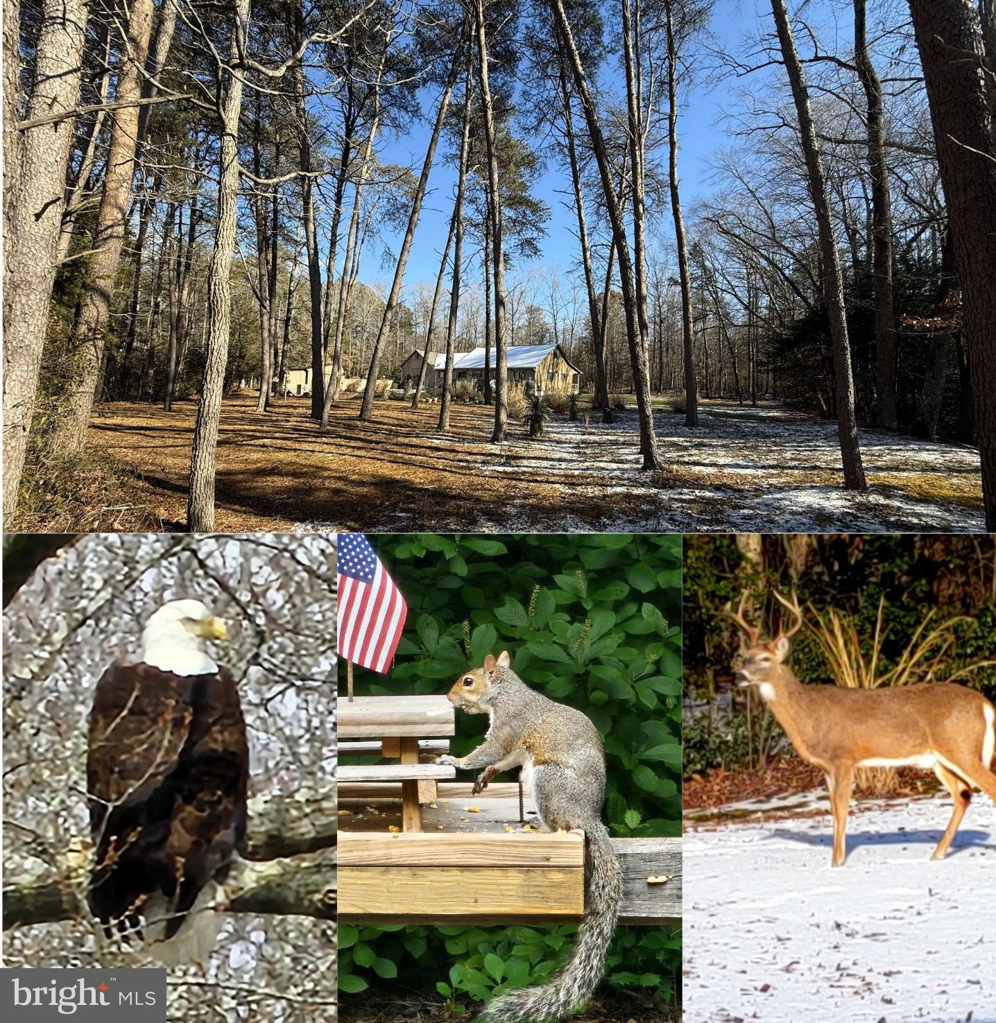 12820 Porters Landing Road Greensboro, MD 21639 - Photo 4 of 28 Enjoy privacy, tranquility and abundant wildlife