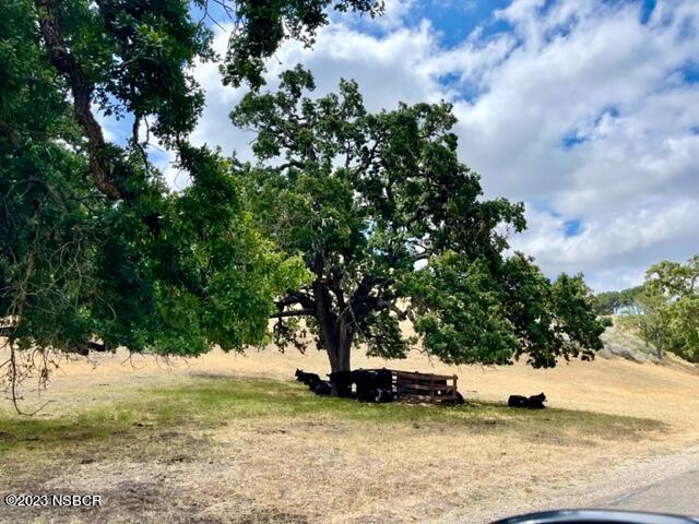 0 Buck Santa Ynez, CA 93460 - Photo 24 of 32 a view of a tree with an outdoor space