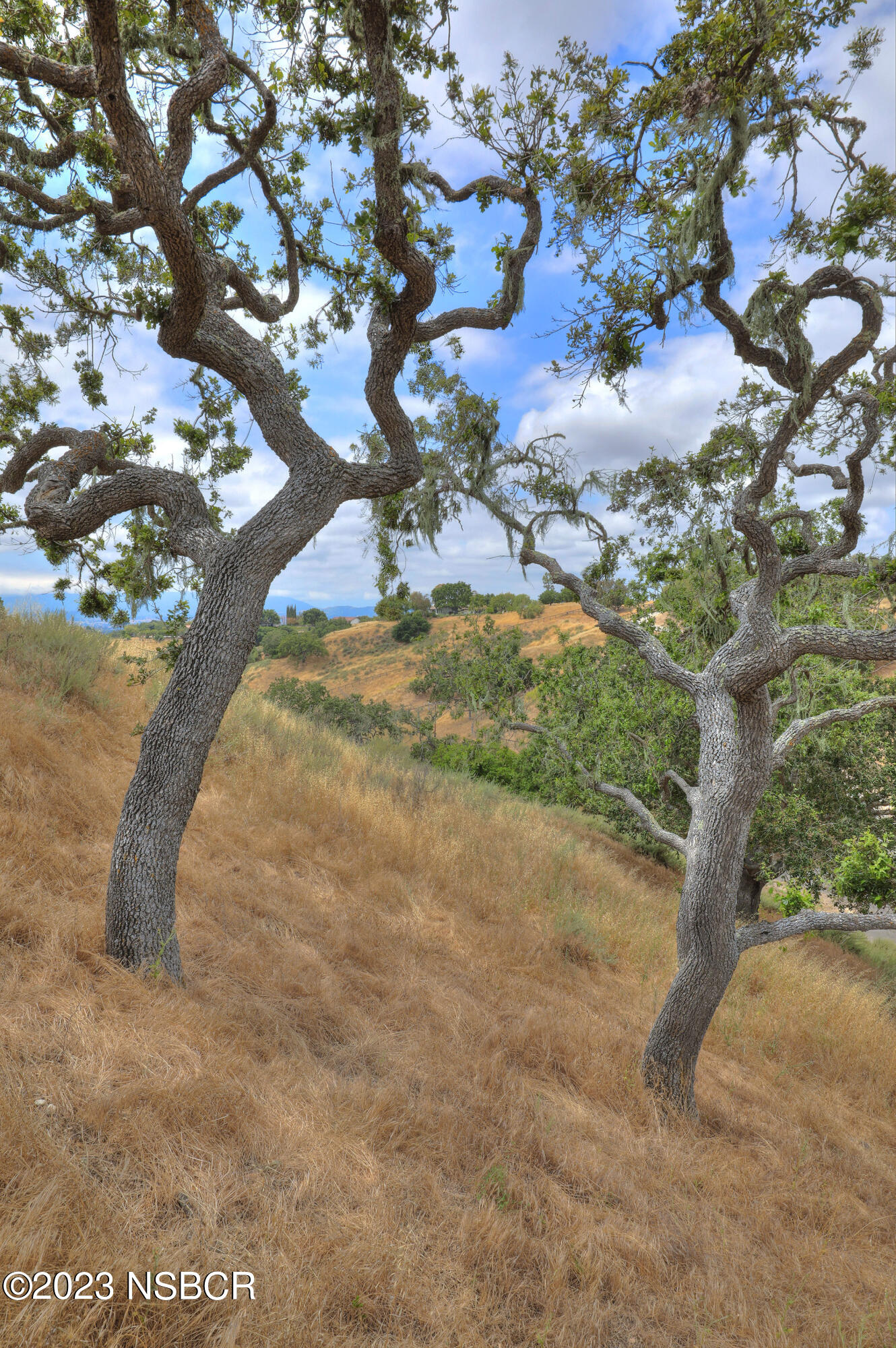 0 Buck Santa Ynez, CA 93460 - Photo 9 of 32 a view of a tree in a yard