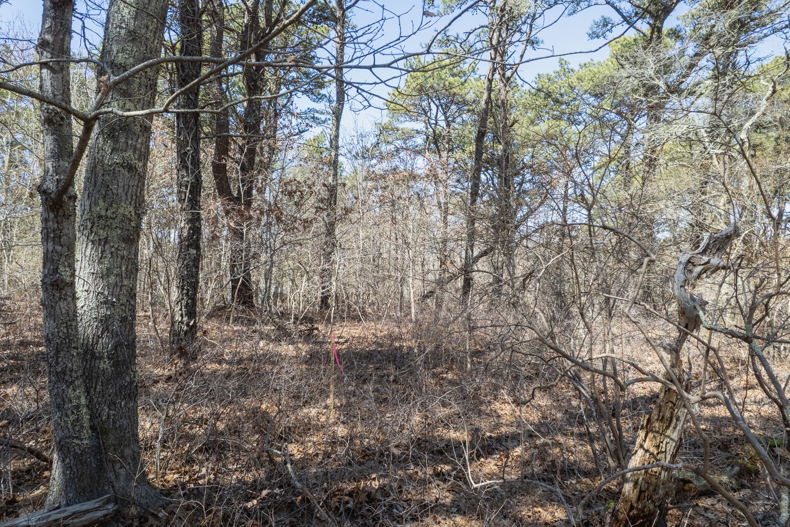 37 Bijah's Way Chilmark, MA 02535 - Photo 12 of 16