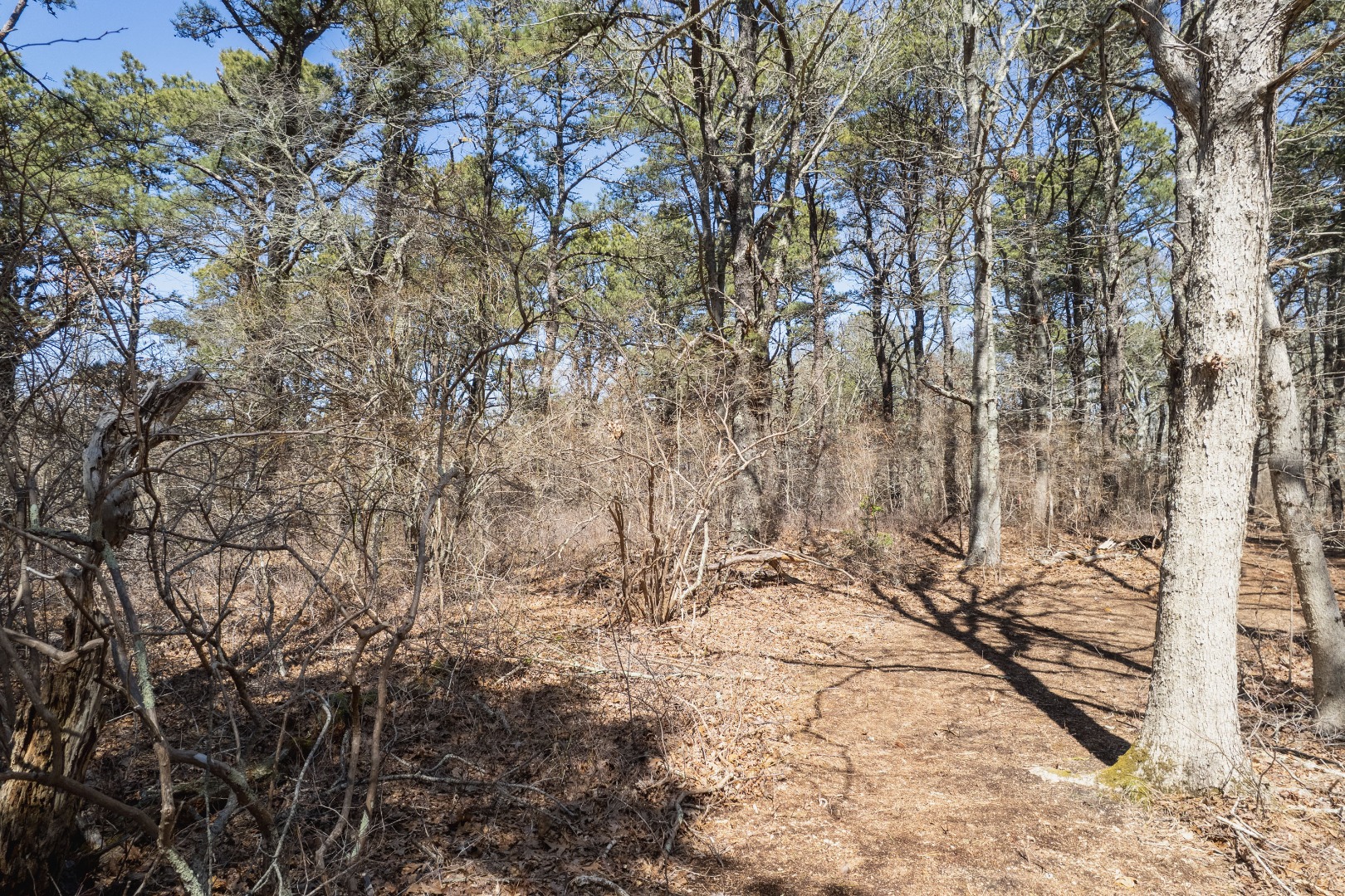 37 Bijah's Way Chilmark, MA 02535 - Photo 13 of 16