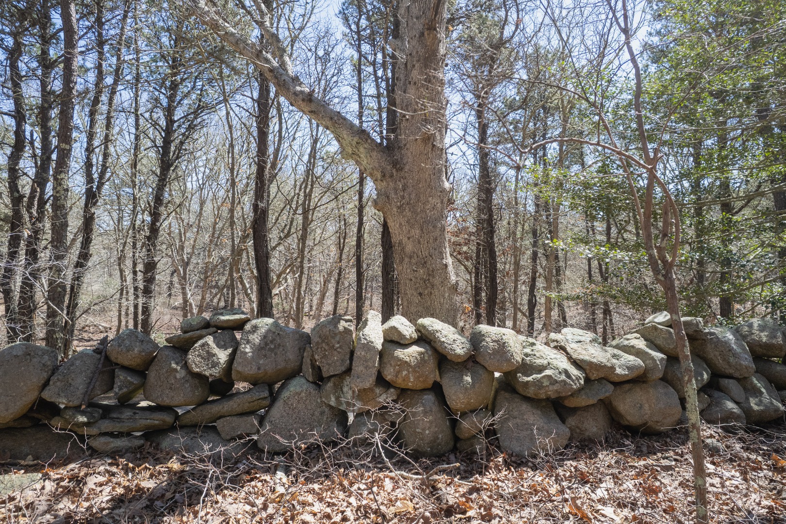 37 Bijah's Way Chilmark, MA 02535 - Photo 16 of 16