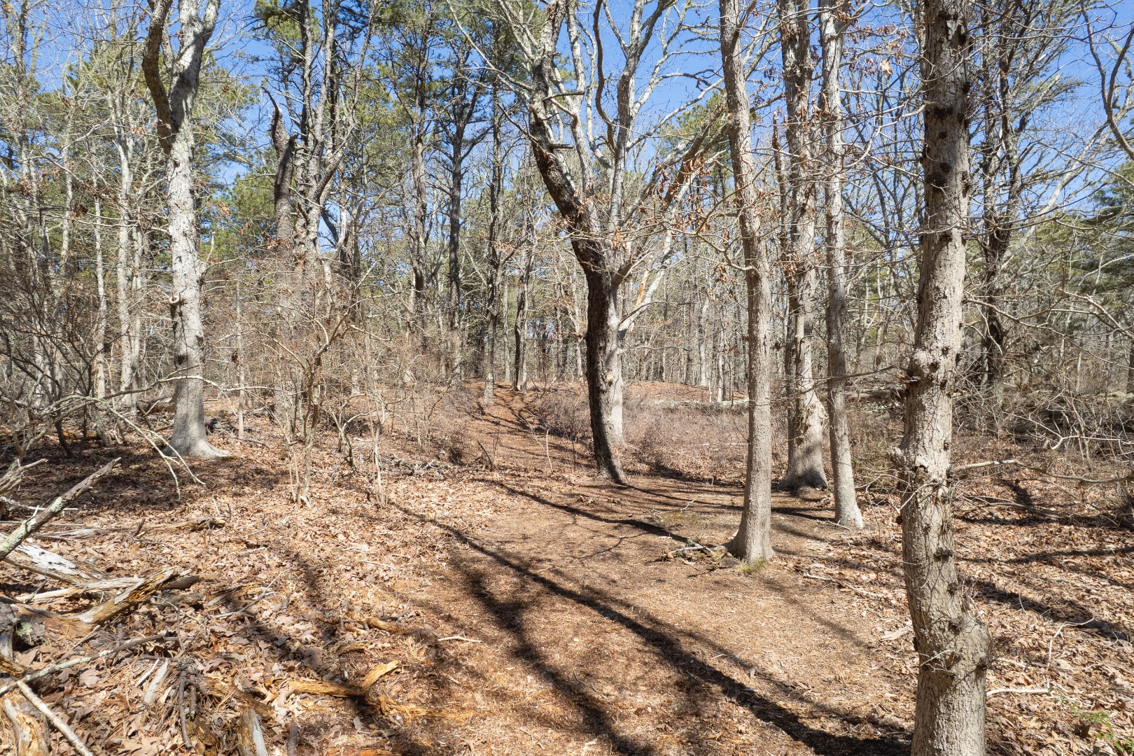 37 Bijah's Way Chilmark, MA 02535 - Photo 3 of 16