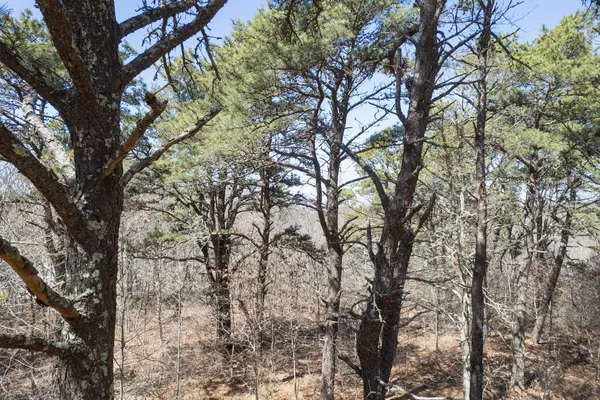 $1,295,000 | 37 Bijah's Way, Chilmark, MA 02535