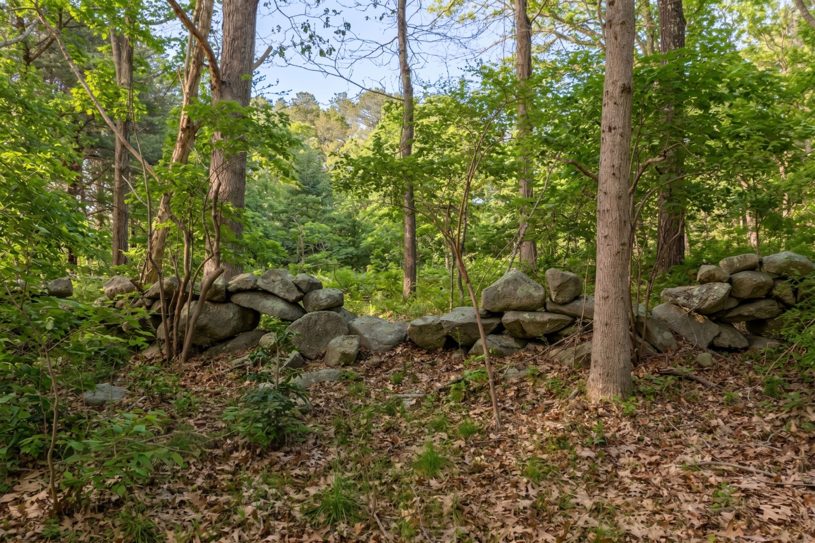 37 Bijah's Way Chilmark, MA 02535 - Photo 6 of 12 a view of a bunch of trees and bushes