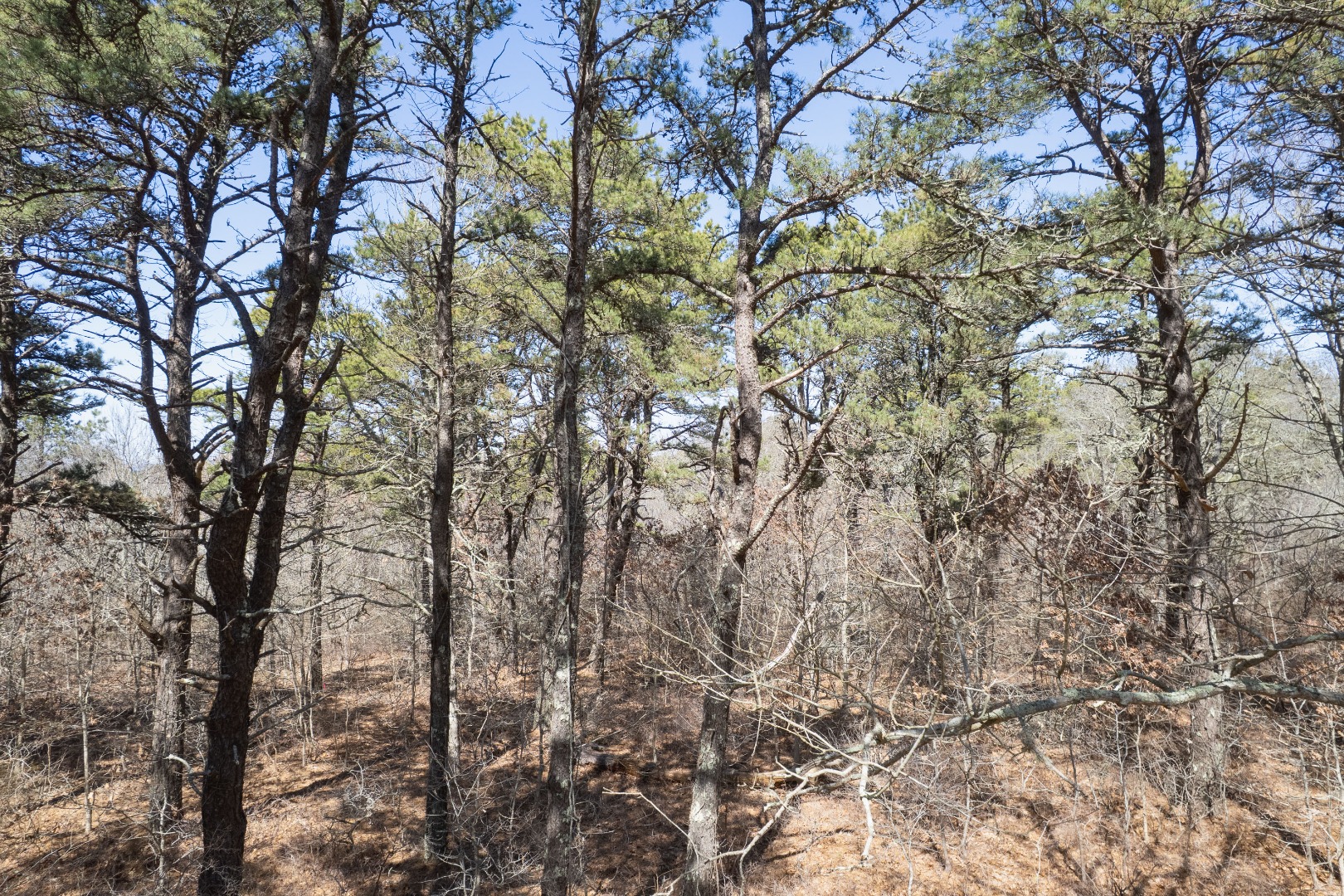 37 Bijah's Way Chilmark, MA 02535 - Photo 6 of 16
