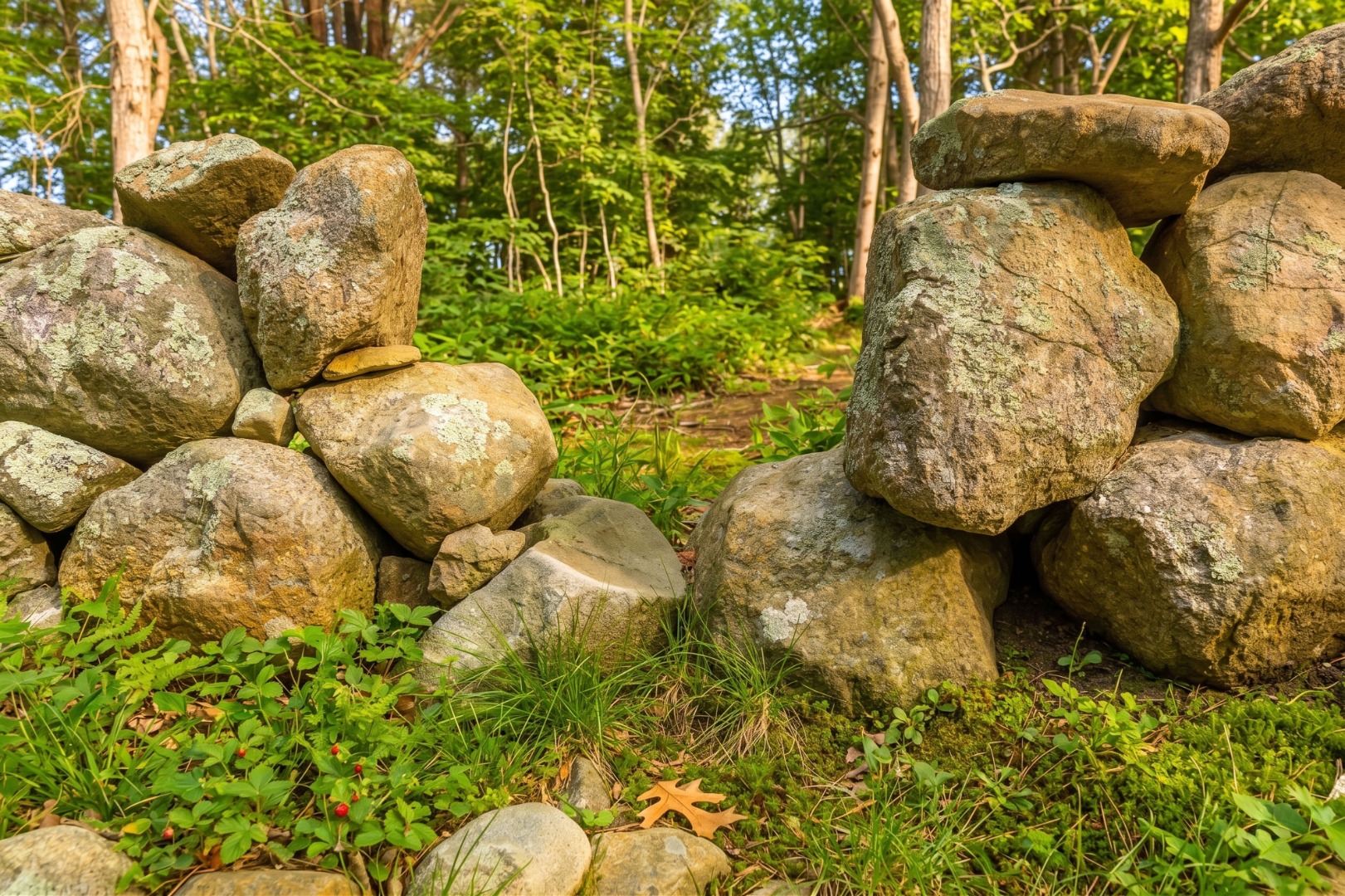 37 Bijah's Way Chilmark, MA 02535 - Photo 7 of 12 a view of a plant with plants