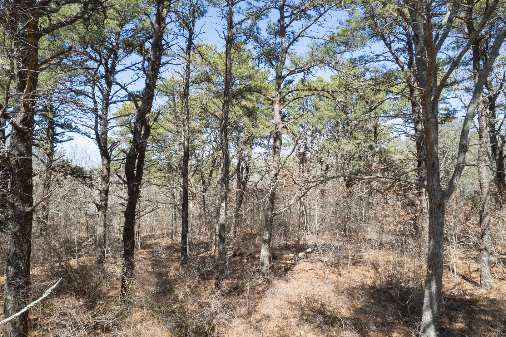 37 Bijah's Way Chilmark, MA 02535 - Photo 8 of 16