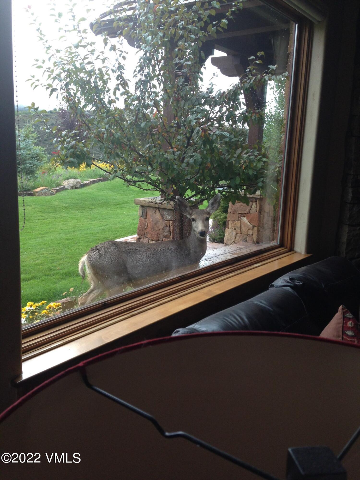 875 Cordillera Way Edwards, CO 81632 - Photo 56 of 57 a closeup of a window with garden view