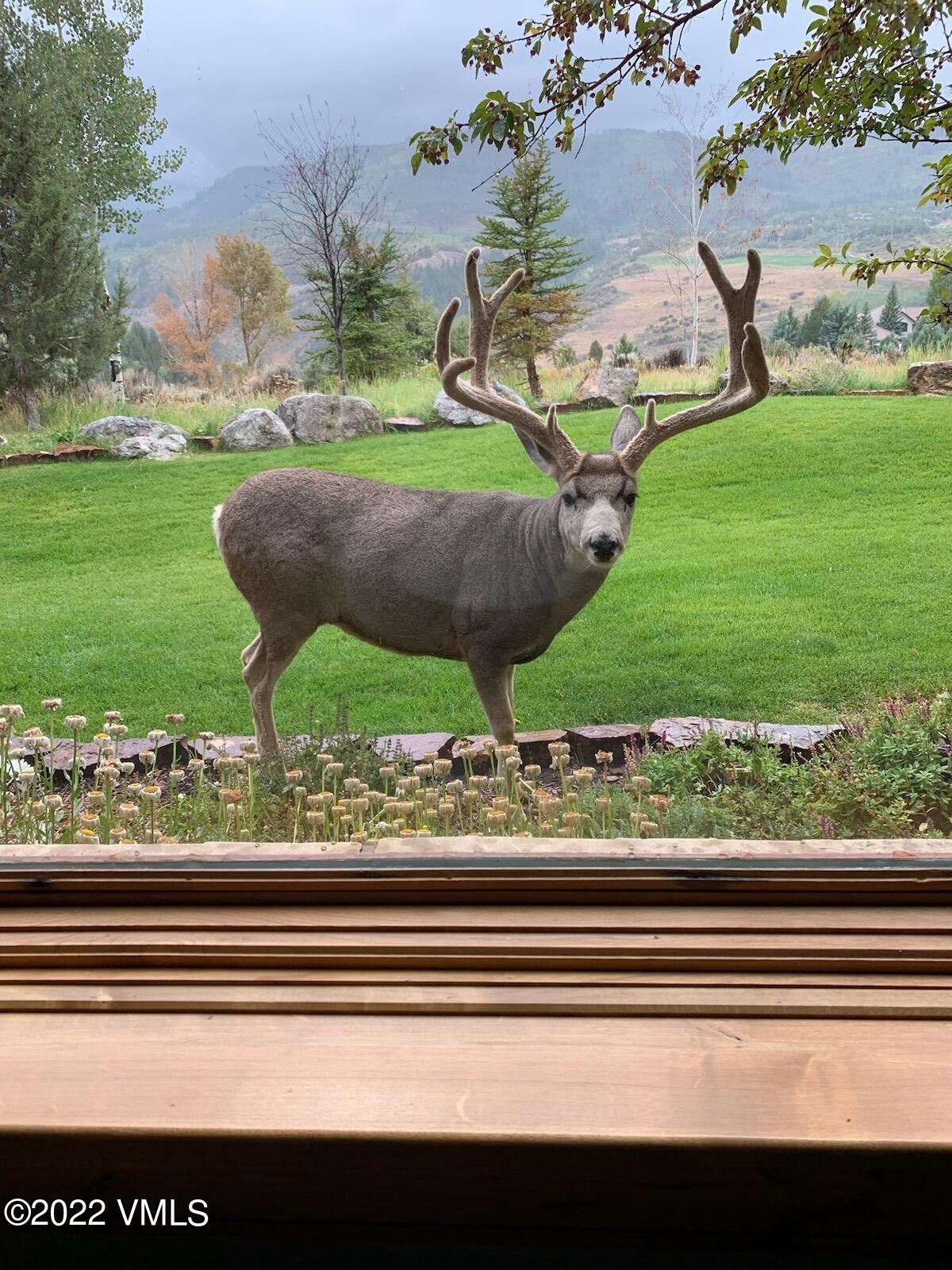 875 Cordillera Way Edwards, CO 81632 - Photo 57 of 57 a view of a yard and a street
